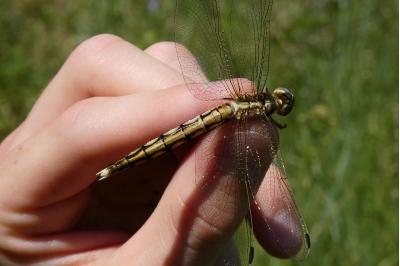 <i>Orthetrum albistylum</i>