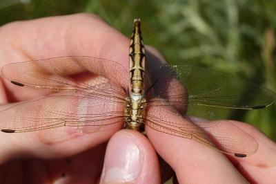 <i>Orthetrum albistylum</i>