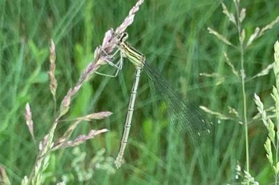 <i>Platycnemis pennipes</i>