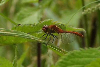 <i>Sympetrum sanguineum</i>