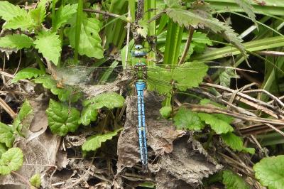 <i>Anax imperator</i>
