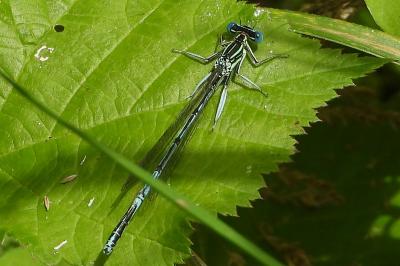 <i>Platycnemis pennipes</i>