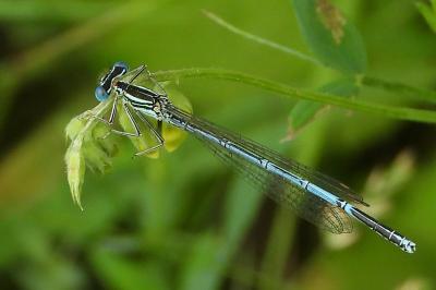 <i>Platycnemis pennipes</i>