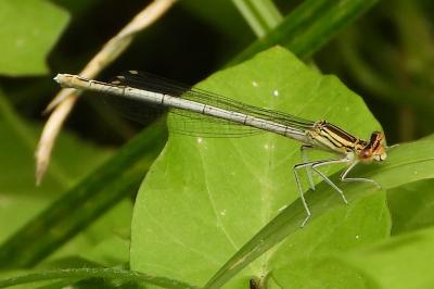 <i>Platycnemis pennipes</i>
