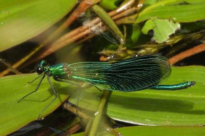 <i>Calopteryx splendens</i>