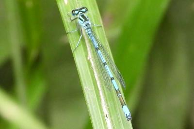 <i>Coenagrion puella</i>