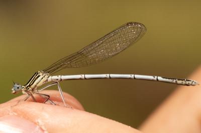 <i>Platycnemis pennipes</i>