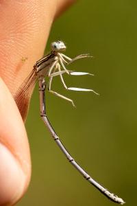 <i>Platycnemis pennipes</i>