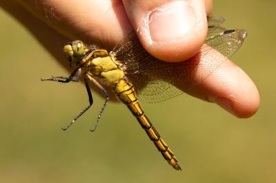 <i>Orthetrum cancellatum</i>