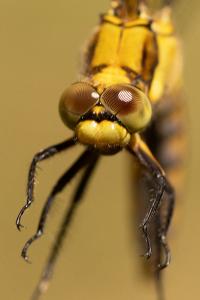 <i>Orthetrum cancellatum</i>