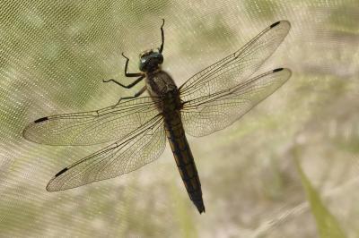 <i>Orthetrum cancellatum</i>