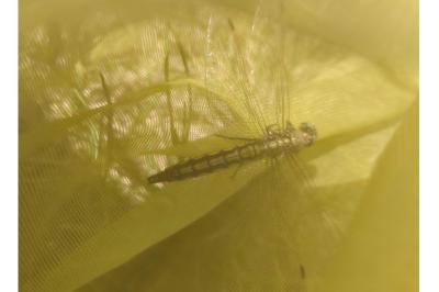 <i>Orthetrum cancellatum</i>