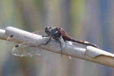 <i>Leucorrhinia pectoralis</i>