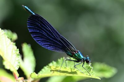 <i>Calopteryx virgo</i>