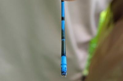 <i>Coenagrion puella</i>
