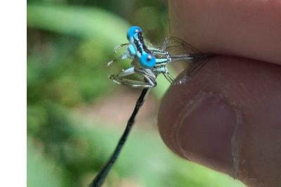 <i>Platycnemis pennipes</i>