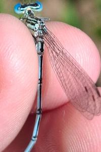 <i>Platycnemis pennipes</i>