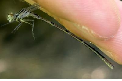<i>Coenagrion puella</i>