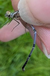 <i>Coenagrion puella</i>