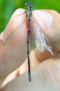 <i>Coenagrion puella</i>