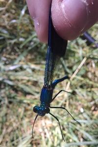 <i>Calopteryx splendens</i>