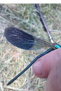 <i>Calopteryx splendens</i>