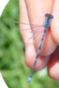 <i>Erythromma lindenii</i>