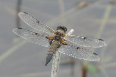<i>Libellula quadrimaculata</i>