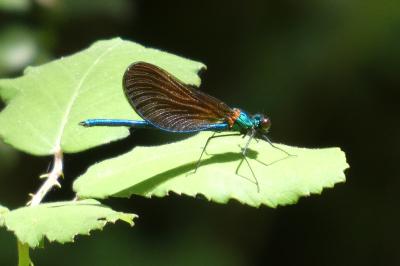 <i>Calopteryx virgo</i>