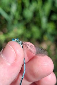 <i>Platycnemis pennipes</i>