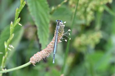 <i>Platycnemis pennipes</i>