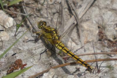 <i>Orthetrum cancellatum</i>