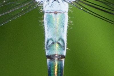 <i>Lestes sponsa</i>