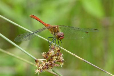 <i>Sympetrum sanguineum</i>