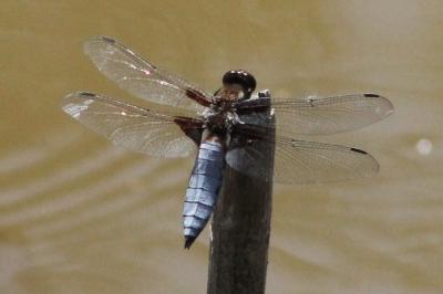 <i>Libellula depressa</i>