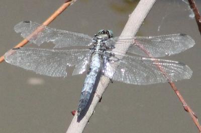 <i>Orthetrum albistylum</i>