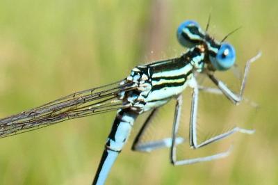 <i>Platycnemis pennipes</i>