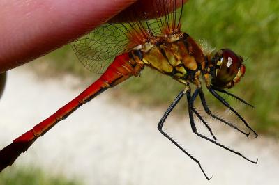 <i>Sympetrum sanguineum</i>