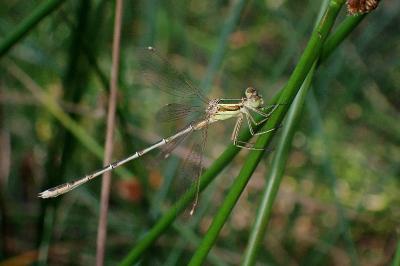 Lestes barbarus