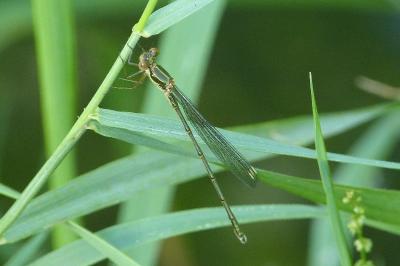 Chalcolestes viridis