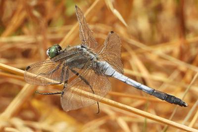 Orthetrum albistylum