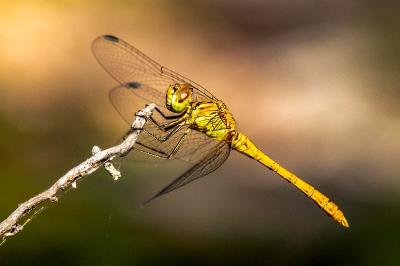 <i>Sympetrum meridionale</i>