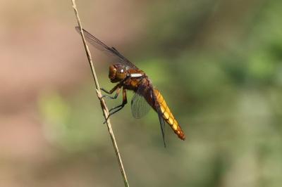 <i>Libellula depressa</i>