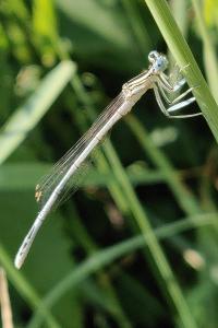 <i>Platycnemis pennipes</i>