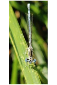 <i>Platycnemis pennipes</i>