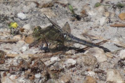 <i>Orthetrum cancellatum</i>