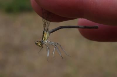 <i>Platycnemis pennipes</i>