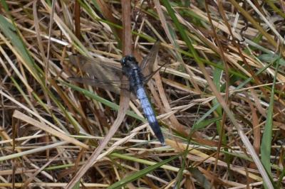 <i>Orthetrum albistylum</i>