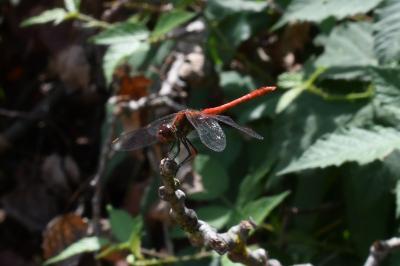<i>Sympetrum sanguineum</i>