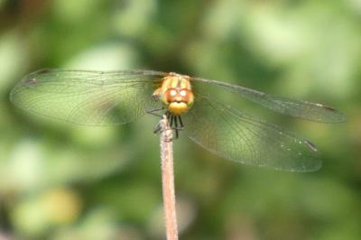 <i>Sympetrum sanguineum</i>